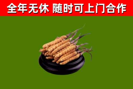 德安烟酒回收冬虫夏草.jpg
